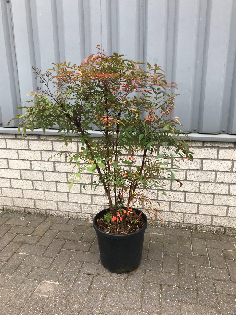 Nandina domestica